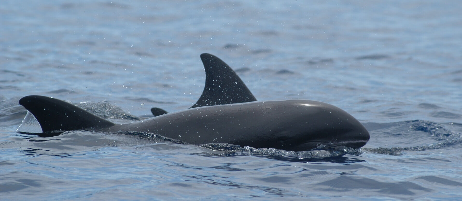 The Cetacean Specialist Group promotes and facilitates